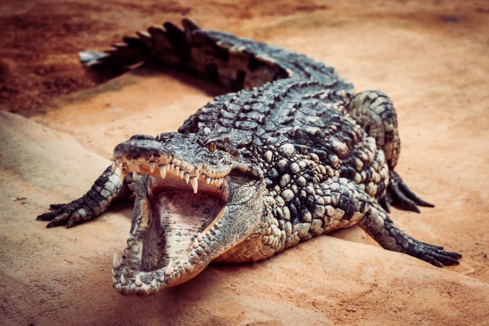 Dunn told police he was only joking when he threatened to feed the boy to alligators 