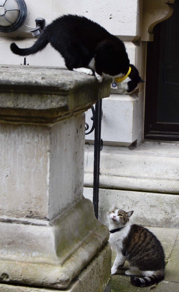 Larry and Palmerston
