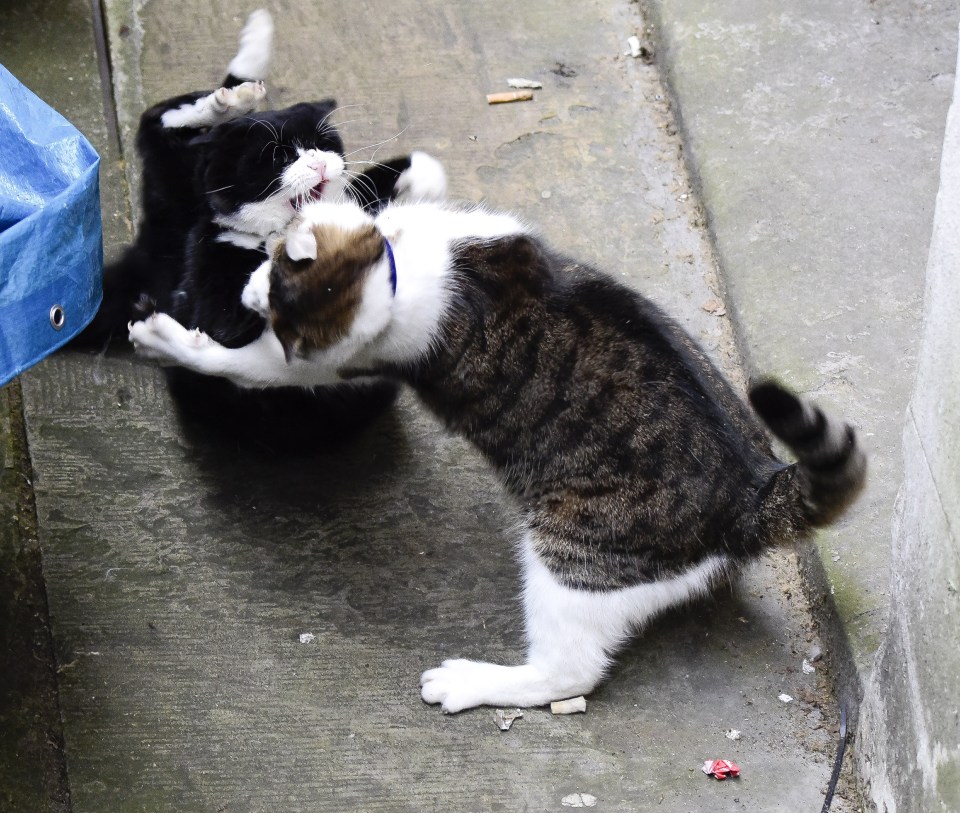 Palmerston and Larry
