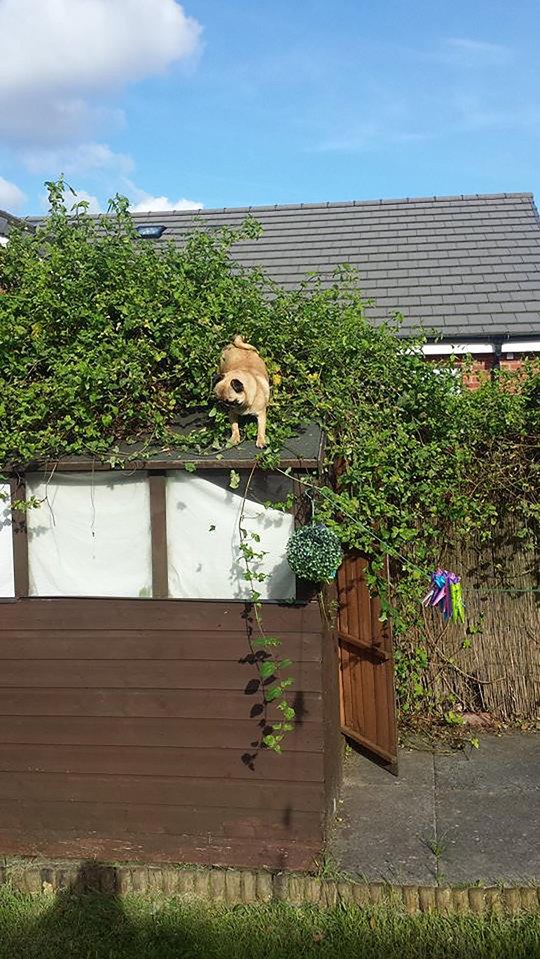Puppy Frankie got stuck on top of her owners' roof - but they have no idea how she managed to get up there