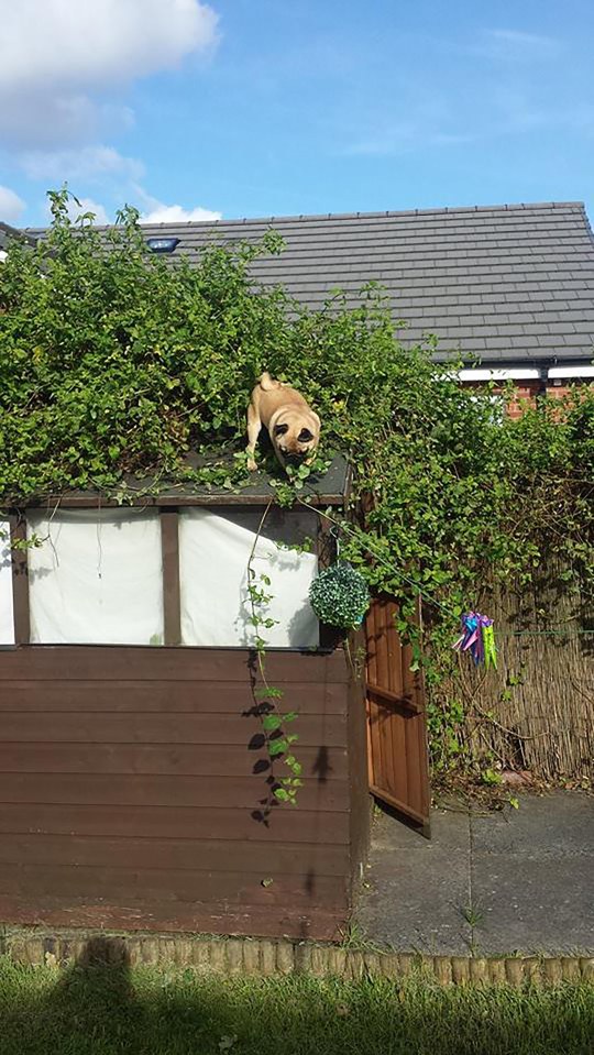 She has recently become obsessed with the washing line and may have gone up there to chew it