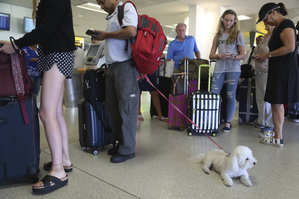 A dog named Jazzy waits in line with Delta passengers at a ticket counter in Newark Liberty International Airport in Newark, NJ