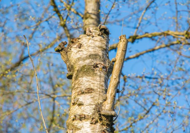Owl in tree