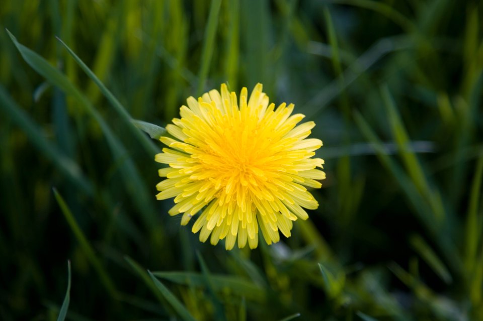 Dandelion leaves can get verrucas to leaf your feet alone