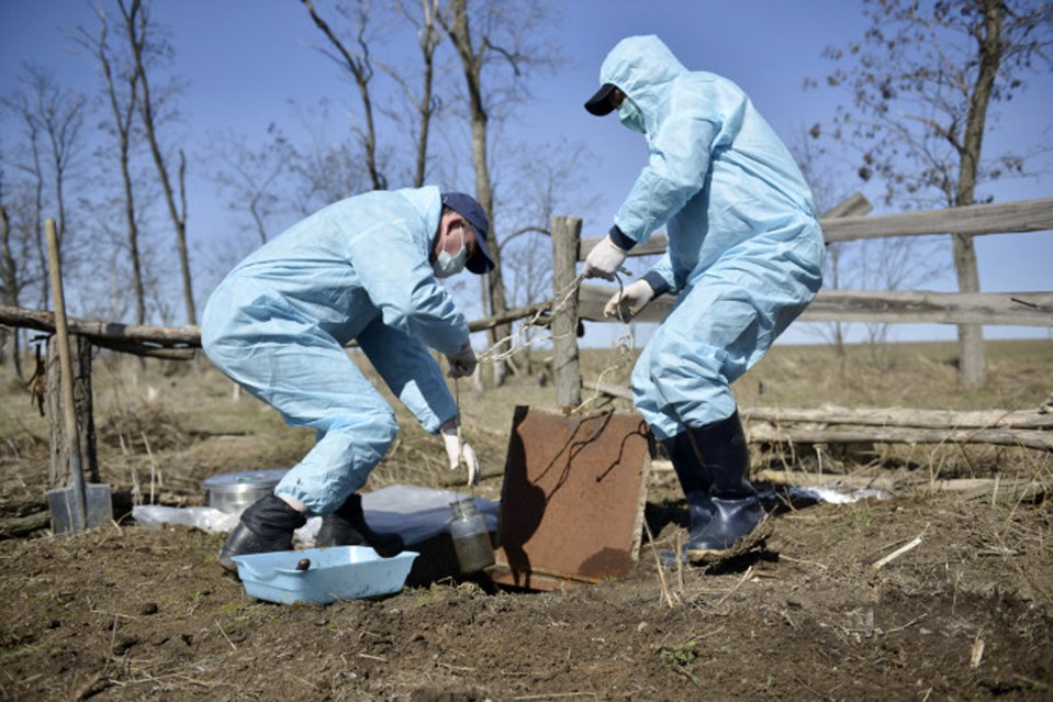 Experts have been taking probes of the ground on the cattle grave to examine the soil
