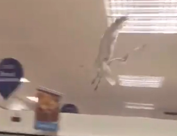 The brazen gull swooped into the store and immediately attacked a customer