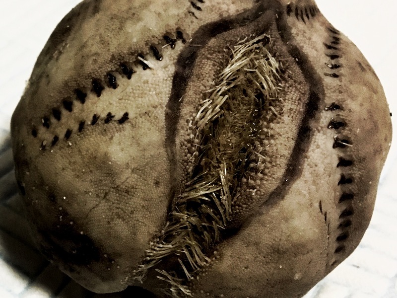 Sea potatoes