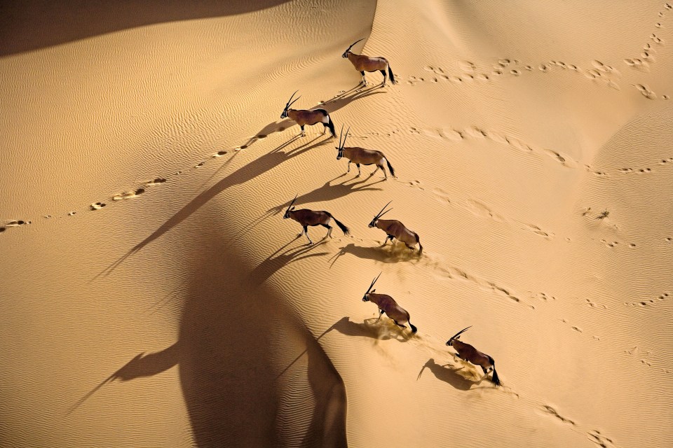 AERIAL ANIMALS