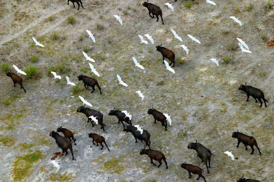 AERIAL ANIMALS