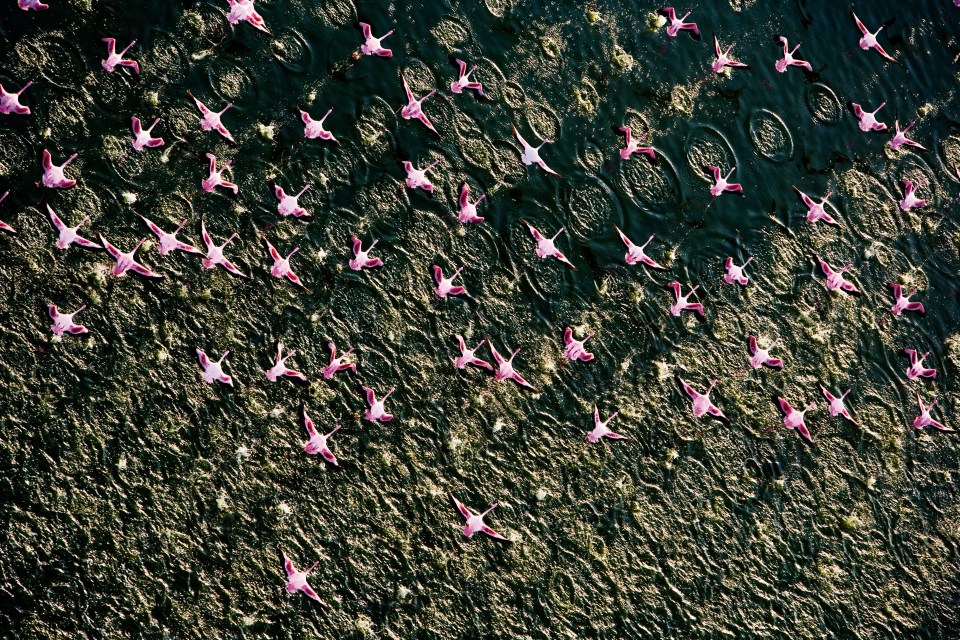 AERIAL ANIMALS