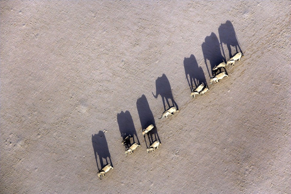 AERIAL ANIMALS
