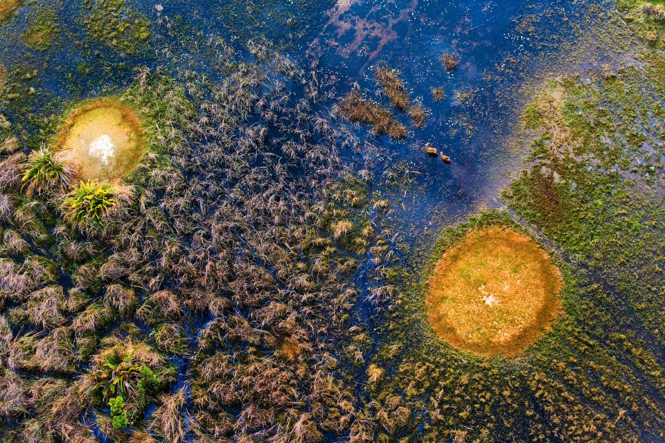 AERIAL ANIMALS