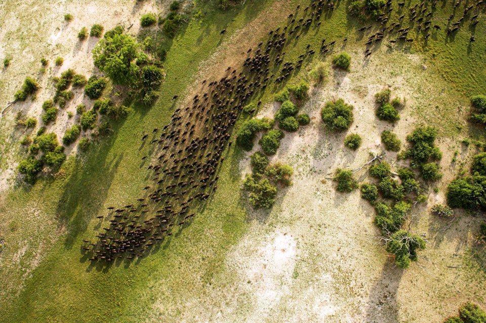 AERIAL ANIMALS
