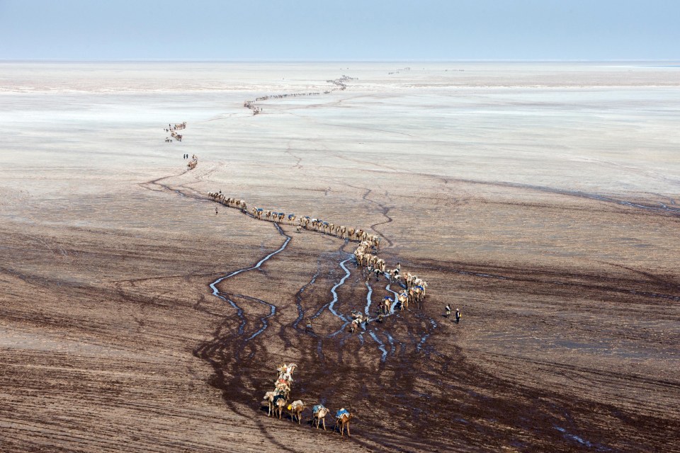 AERIAL ANIMALS