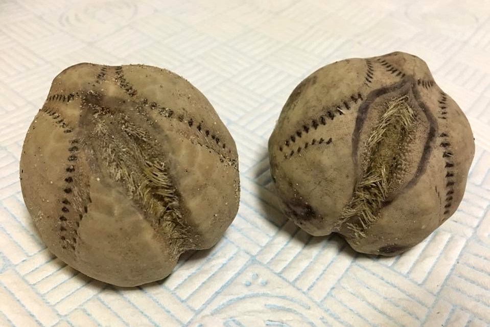 Sea potatoes