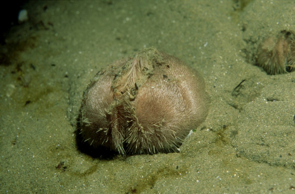 Sea potato