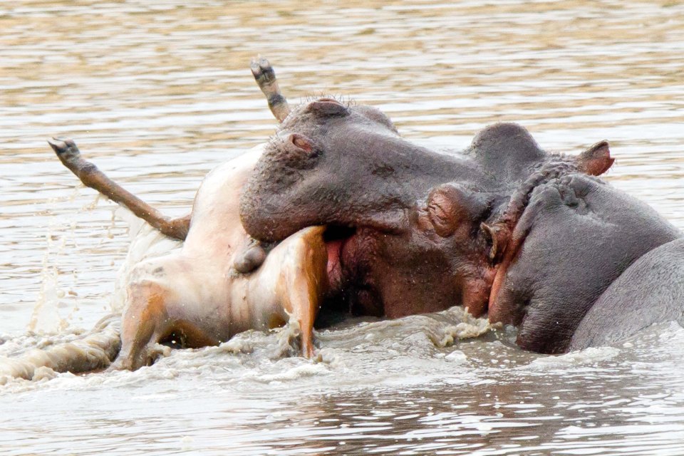 Hippos are considered one of Africa's most dangerous animals despite the fact they are herbivores