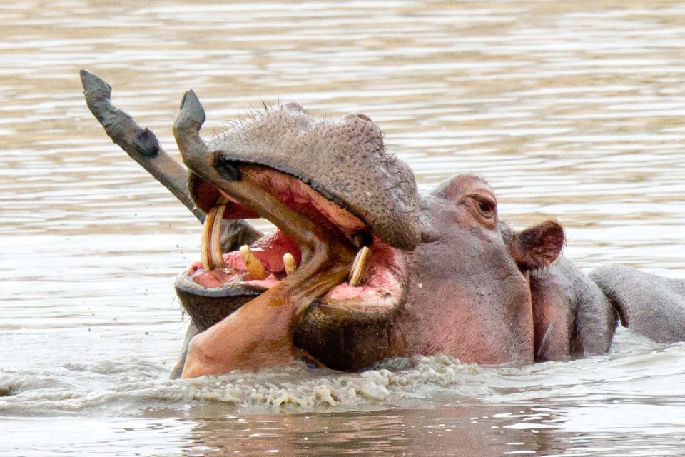 They are generally considered to be behind more human deaths than lions, rhinos and elephants combined each year