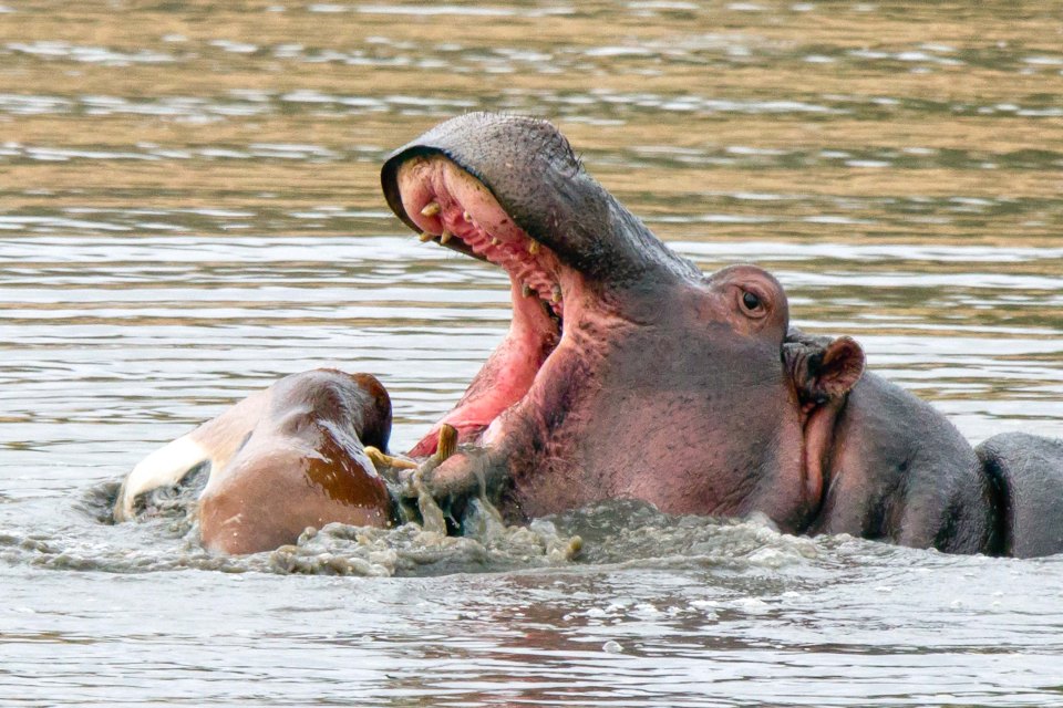 Photographers Eben and Elna Geldenhuys speculated that the impala had been killed by the hippo when it stepped into the water