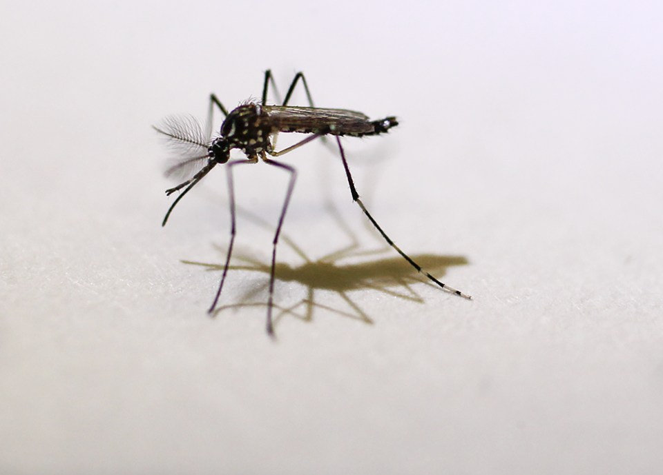 The virus is mostly spread through infected mosquitoes