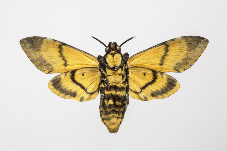 Fans speculated whether Aaron was referring to his new design when he mentioned a death moth