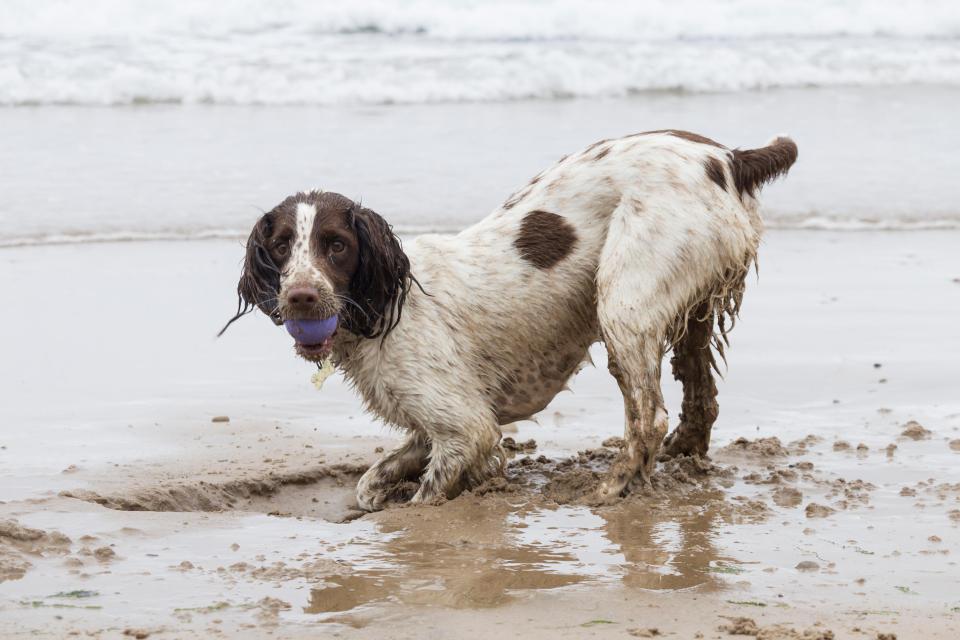 Otto the spaniel not put off by the rain on a wet Thursday morning on Saltburn beach on the North Yorkshire coast