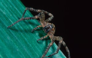Mediterranean biting spider that can pierce human skin invading UK homes