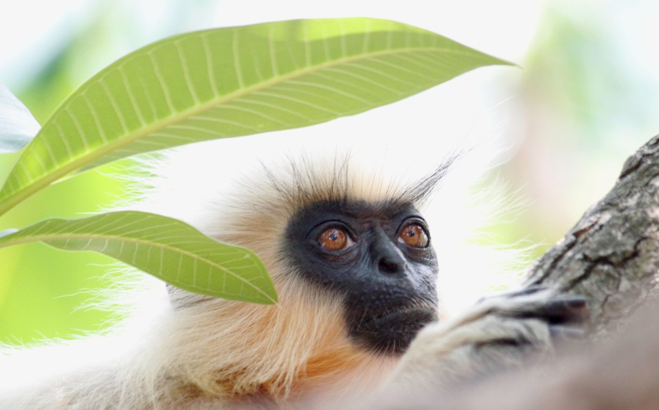Gee's golden langurs are now an endangered species – with only 2,500 mature adults left in the wild