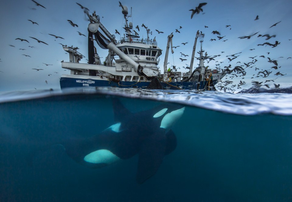 Alarge male orca, feeds on herring that have gotten out of the fishing boat's net