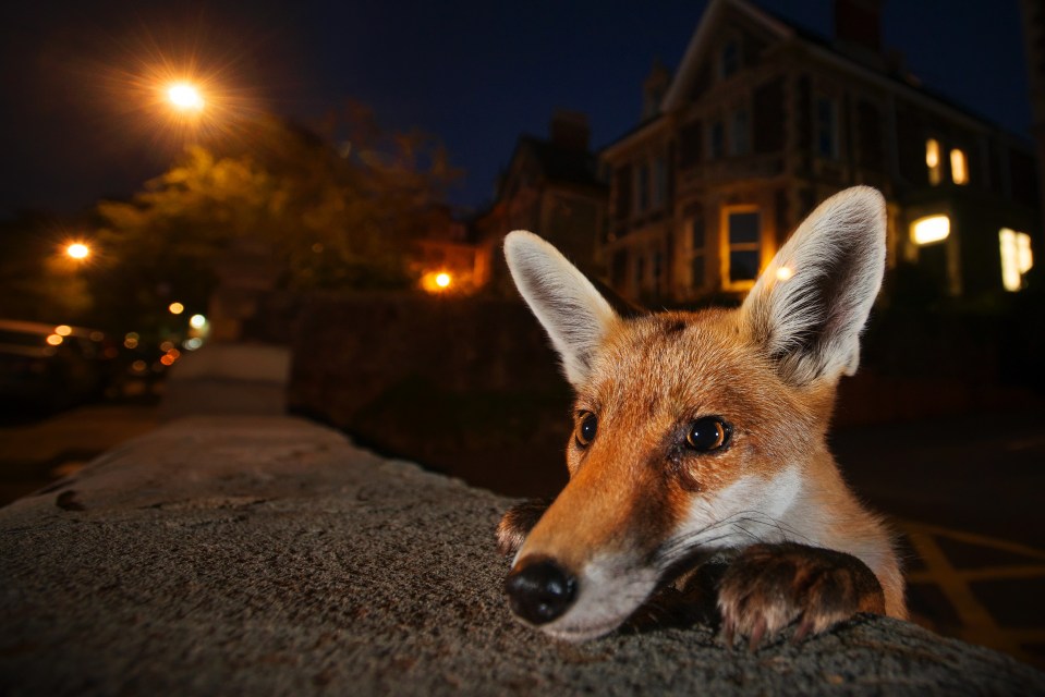 Sam says he wanted to capture the urban red fox in a way that would “pique the curiosity” of its human neighbours about the wildlife around them