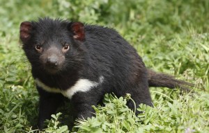 Tasmanian devils are evolving to resist deadly tumour - raising hopes of new treatments