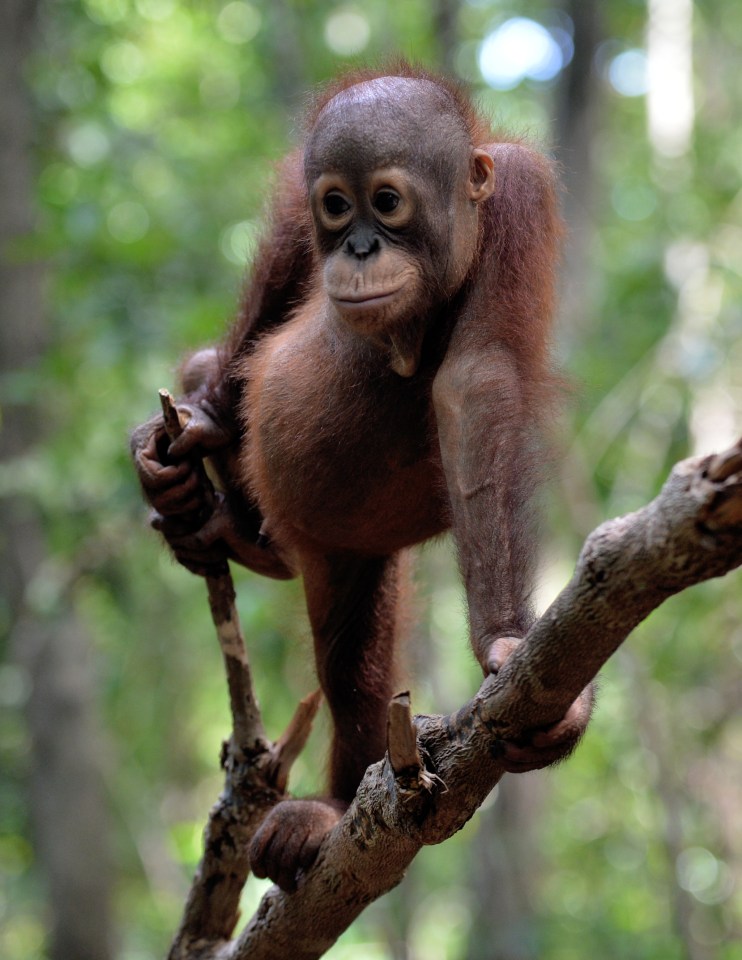 An orphan orangutan baby playing in a tree during "jungle school" 