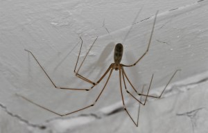 Flesh-eating cannibal spiders will soon be invading your home because of the UK's central heating