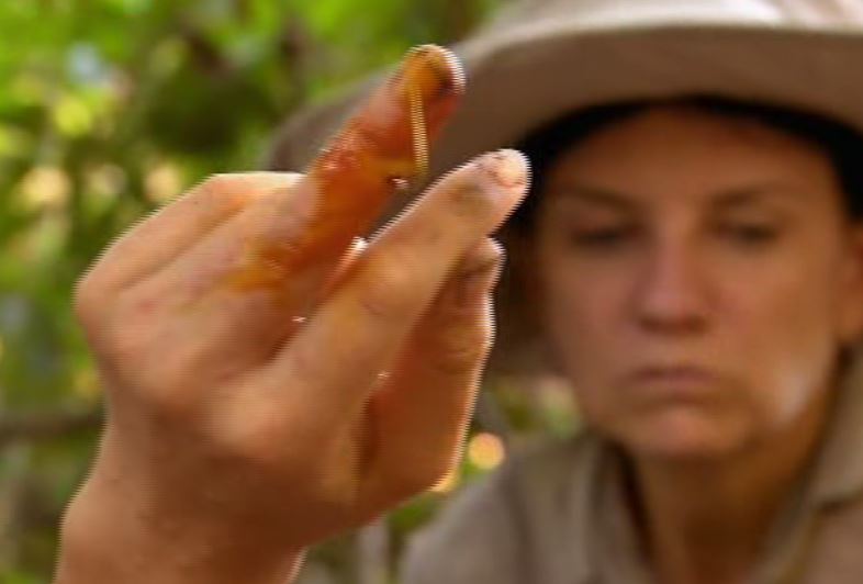 The hook went completely through the stars finger
