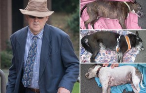 Three dogs died from severe overheating after being left in a hot car for 5hrs while owner trained at the gym