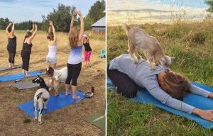 A yoga retreat with a difference as guests stretch and poses surrounded by GOATS