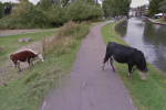 google-cow-private
