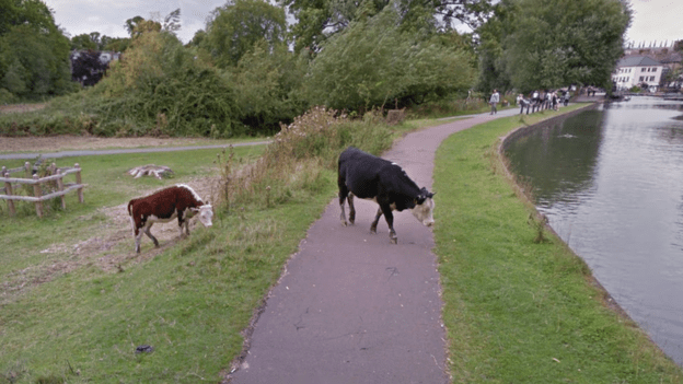 google-cow