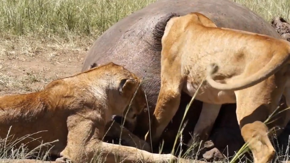 The lion inserted its head up the lions behind as it attempted to devour the beast
