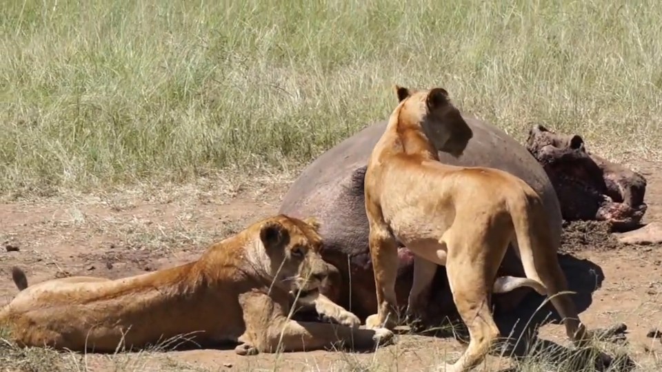 The lion did eventually remove its head from the beast but only to dive right back in again for another rummage 