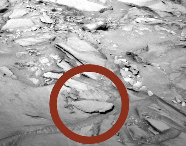 Is this a Martian fish? Probably not...