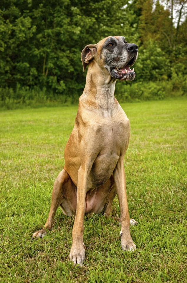Great Dane