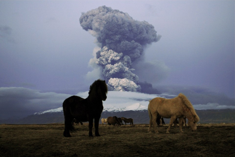 Horse graze as a cloud of volcanic matter rises from the erupting Eyjafjallajokull volcano
