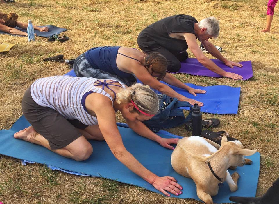 Yoga with a difference at this Oregon farm