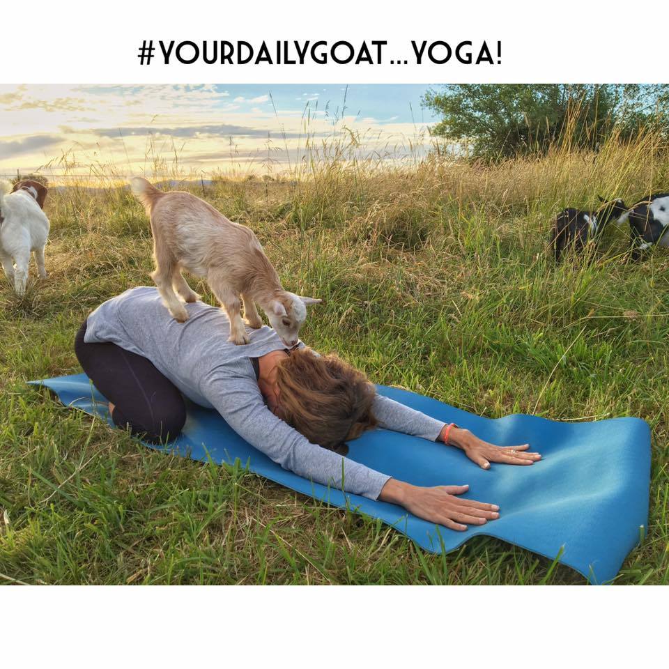 Downward facing dog with a goat!