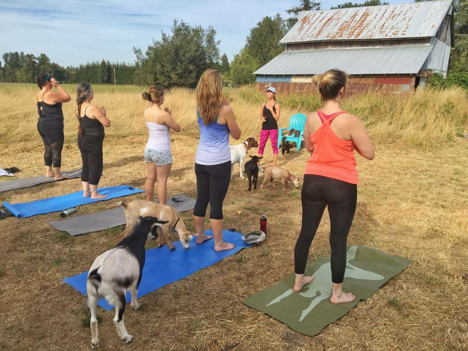 Find your zen surrounded by the farmyard animals