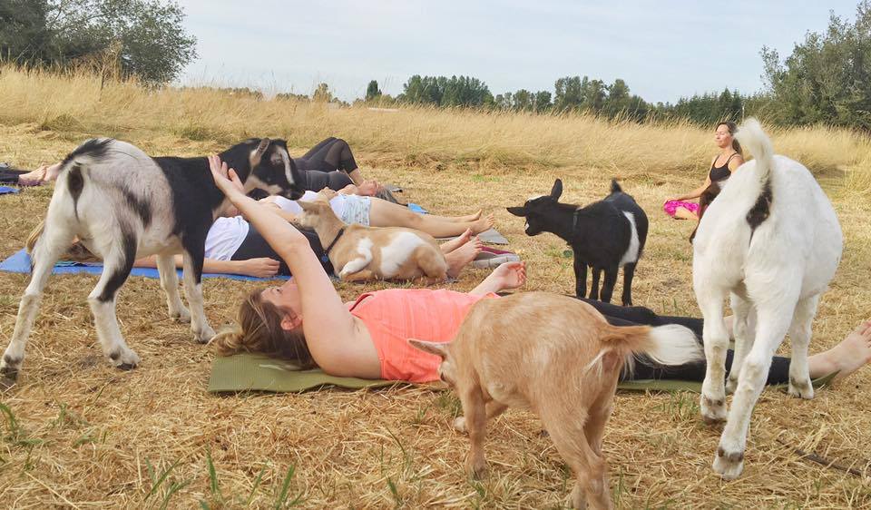Stretching and posing with the support of the animals adds another dimension to the relaxation