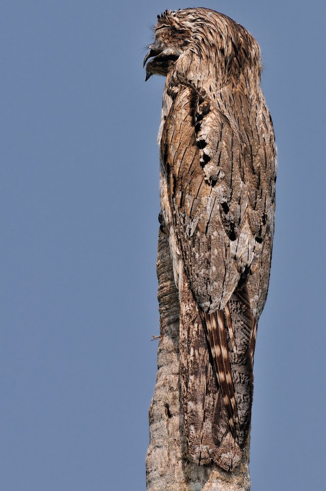 The bird is nocturnal and goes off to hunt at night