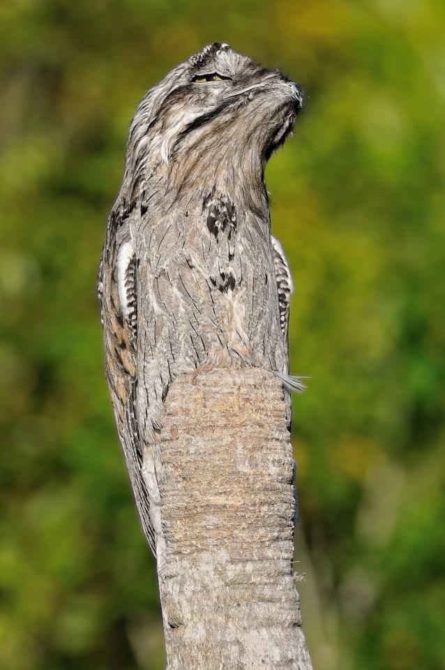 Can you spot the potoo bird?