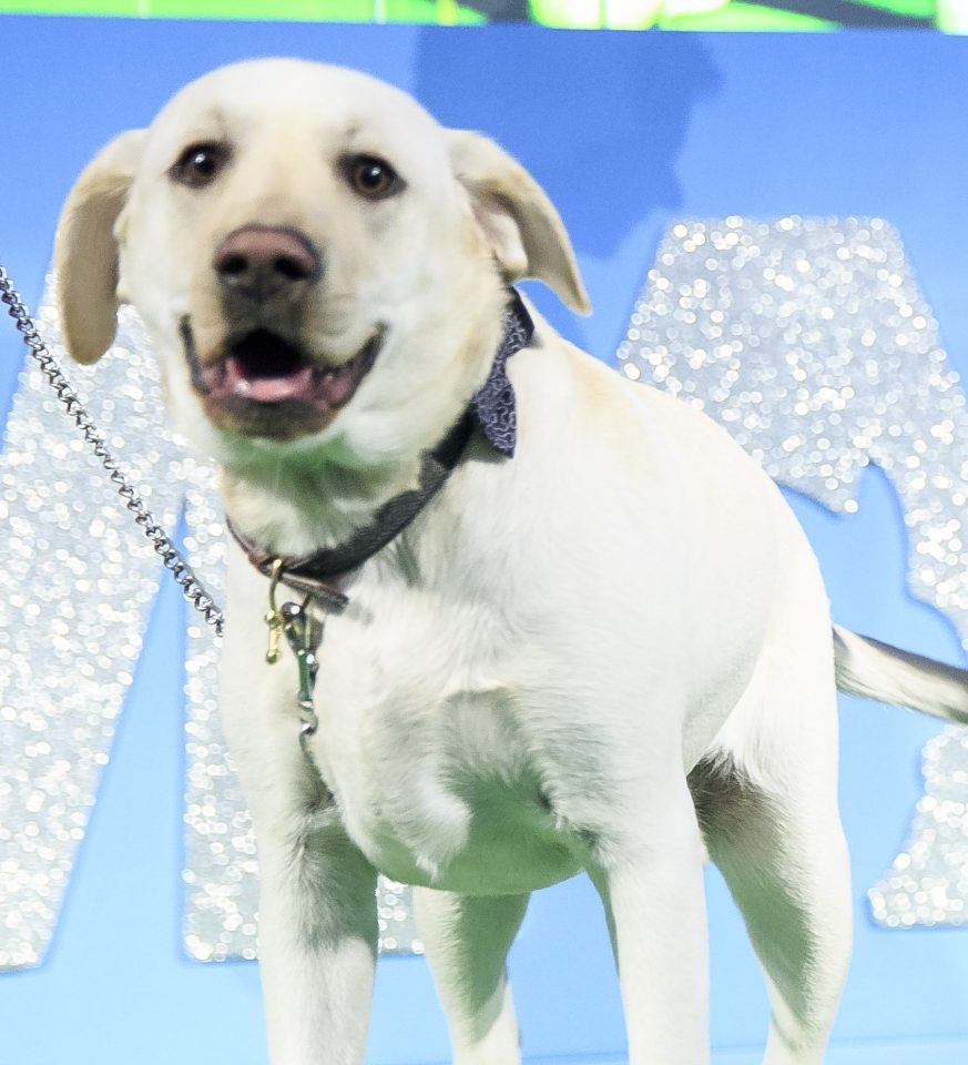 In for the snip ... will Baxter's frisky antics see him shipped off to the vet?
